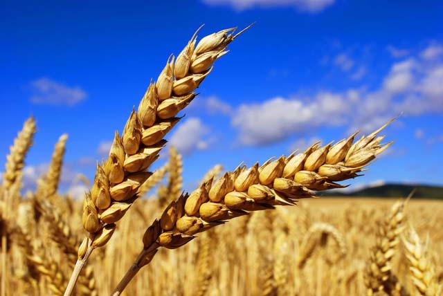 Уберут заградительную экспортную пошлину на пшеницу